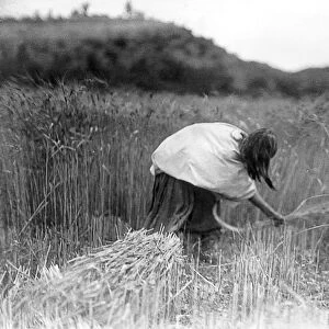 APACHE FARMER, c1906. An Apache woman harvesting wheat with a hand sickle