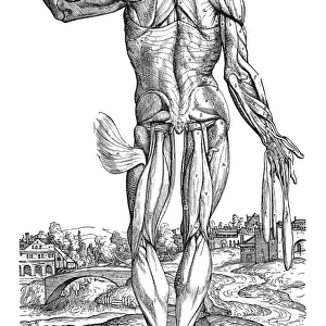 The tenth plate of the muscles. Woodcut from the second book of Andreas Vesalius De Humani Corporis Fabrica, published in 1543 at Basel, Switzerland