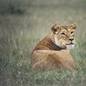 Africa, Kenya, Masai Mara, Lion (Panthera leo), rear view of lioness lying in grass with her head turned around, looking at camera