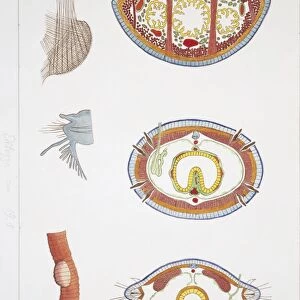 Three annelids, illustration