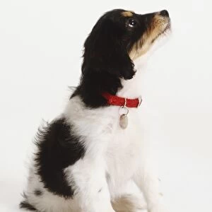 Black and white Cavalier King Charles spaniel with brown markings on jaw and eyebrows, sitting, wearing red collar with metal tag, looking up attentively