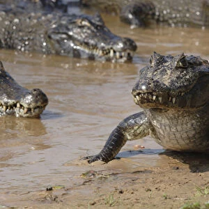 Brazil, Amazonas, Caiman latirostris (Broad-snouted caiman), caimans basking in shallow waters