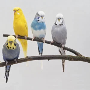 Four Budgerigars (Melopsittacus undulatus), blue, blue-white, yellow and grey, perched on a forked twig, front view