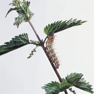 Caterpillar of Red Admiral butterfly (Vanessa atalanta) on plant stalk eating leaf