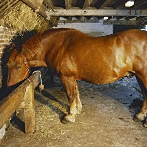 Chestnut horse feeding from trough in stable