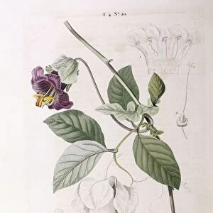 Cup and saucer vine (Cobaea scandens), Henry Louis Duhamel du Monceau, botanical plate by Pierre Joseph Redoute