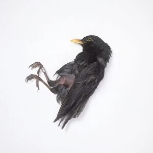 Dead bird, lying on side, wearing metal leg ring