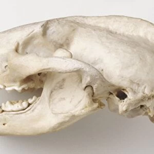 Eurasian Badger, meles meles specimen, side view of a badgers skull. The crested skull showing the canine teeth and molars set in powerful jaws with a wrap around hinge