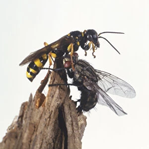 Field Digger Wasp (Mellinus arvensis) capturing Fly, close up
