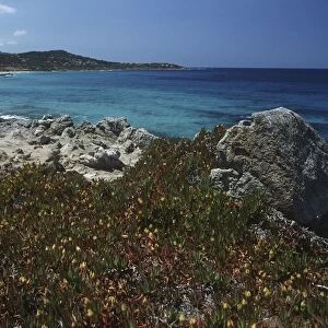 France, Corsica, Hottentot figs in bloom at coast
