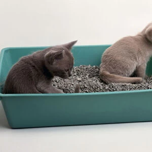 Kittens being trained to use a litter tray