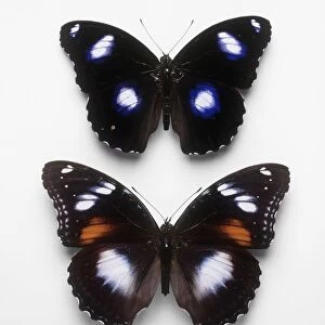 Male and female Great Egg-Fly (Hypolimnas bolina) butterflies