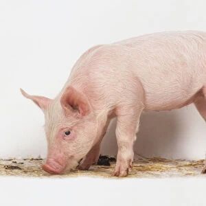 Piglet (Sus scrofa domestica) with its head down eating, side view