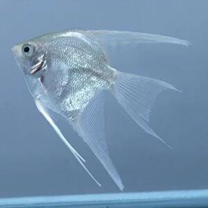Platinum angelfish (Pterophyllum scalare) in tank, side view