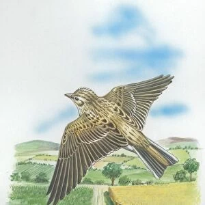 Skylark Alauda arvensis in flight, illustration