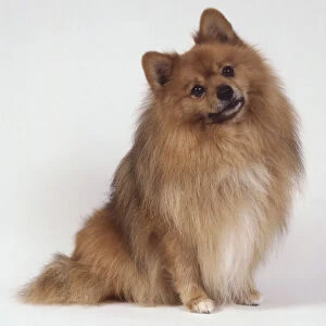 A standard German spitz with a thick golden coat sits with its head tilted and its ears pricked up