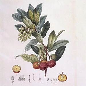 Strawberry tree (Arbutus unedo), Henry Louis Duhamel du Monceau, botanical plate by Pierre Jean Francois Turpin