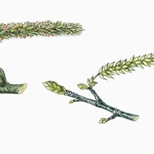 White willow Salix alba, male and female flowers catkins, illustration