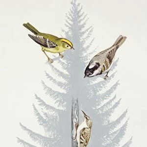 Zoology: Birds, Coal Tit, (Periparus ater), Crested Tit, (Lophophanes cristatus), Great Tit, (Parus major), Common Treecreeper, (Certhia familiaris), illustration
