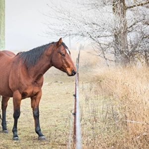 Horse standing in the field of dandelions