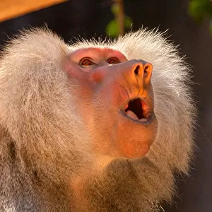 Yawning Baboon