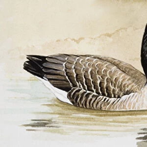 Canada goose (Branta canadensis) in water, side view