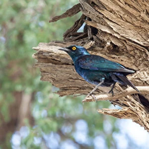 The Cape starling, red-shouldered glossy-starling or Cape glossy starling is a species of starling in the family Sturnidae. It is found in southern Africa, where it lives in woodlands, bushveld and in