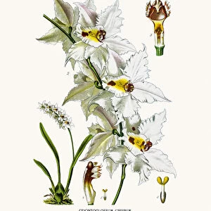 Curled odontoglossum Orchid