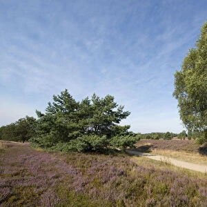 Heath landscape with flowering Heather -Calluna vulgaris-, Wilsede, Luneburg Heath Nature Park, Lower Saxony, Germany