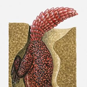 Illustration of red and black spotted Lizard (Agama) in burrow