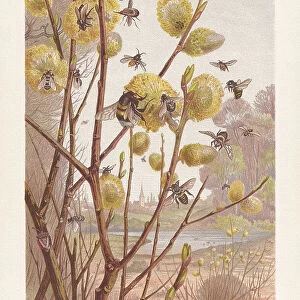 Insects in the spring, chromolithograph, published in 1884