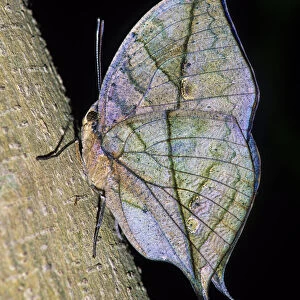 MIMICRY of a Dead Leaf, DEAD LEAF BUTTERFLY (Kallima inachus. )
