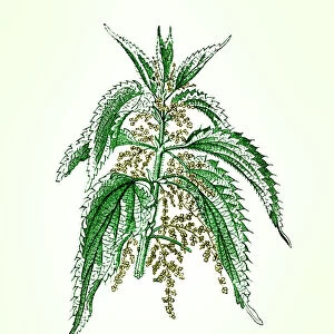 Old engraved illustration of a Common Nettle (Urtica dioica)