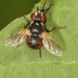 Parasitic Fly -Gymnosoma nudifrons- Untergroeningen, Baden-Wuerttemberg, Germany, Europe