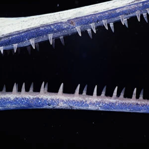 Red Sea houndfish (Tylosurus choram), detail of mouth