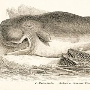 Sperm whale engraving 1803