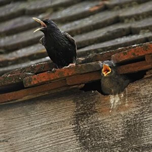 Starling -Sturnus vulgaris- on a roof with a chick in its nest, Middle Franconia, Bavaria, Germany