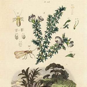 Aardwolf, Arabian pea and louse. 1824-1829 (engraving)