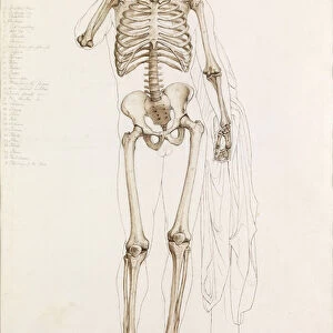 Anatomical Study: the Human Skeleton, in Contrapposto, 1870 (pencil, pen