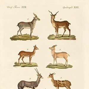 Antelopes and gazelles (coloured engraving)