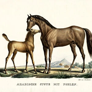 Arab Horse With Fowl, 1824 (colour litho)