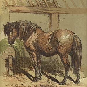 Charlie, the horse (colour litho)