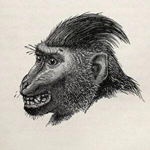 Cynopithecus niger when pleased by being caressed, from Charles Darwins The