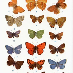 Different types of butterflies, illustration from the book Butterflies