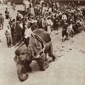 Elephant pulling against fifty-five men in a test of its strength at Uyeno Zoo, Tokyo, Japan (b / w photo)
