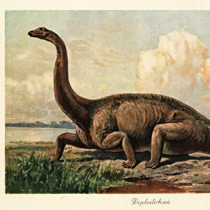 Extinct Diplodocus longus on the plains. 1908 (illustration)
