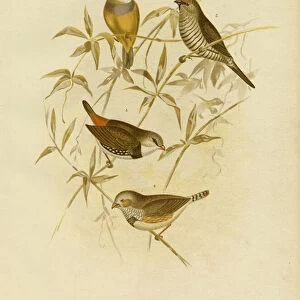 Golden Grass Finch, 1891 (colour litho)