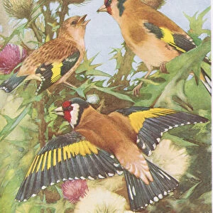 Goldfinch feeding its young, illustration from British Birds
