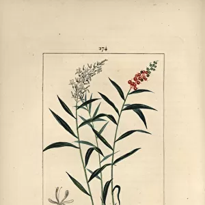 Grand galanga or Galanga - Greater or Thai galangal, Alpinia galanga, showing flowers, berries, leaves and rhizome root. Handcoloured stipple copperplate engraving by Lambert Junior from a drawing by Pierre Jean-Francois Turpin from Chaumeton