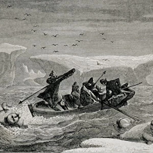 Hunting Walrus with Harpoons in the Spitsbergen Islands, Svalbard archipelago, illustration